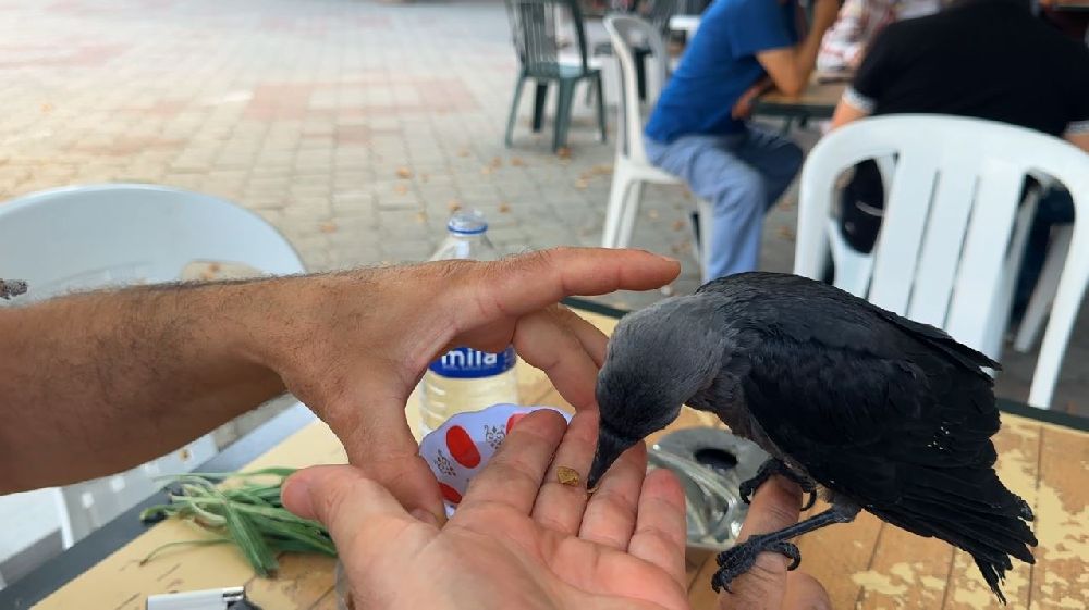 Aç ve susuz kalan yavru kargayı elleriyle besledi