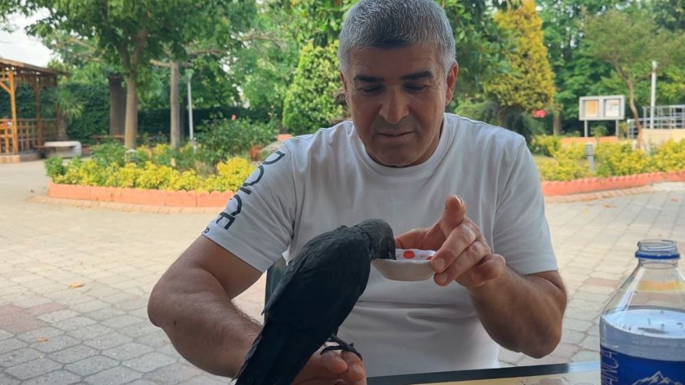 Aç ve susuz kalan yavru kargayı elleriyle besledi