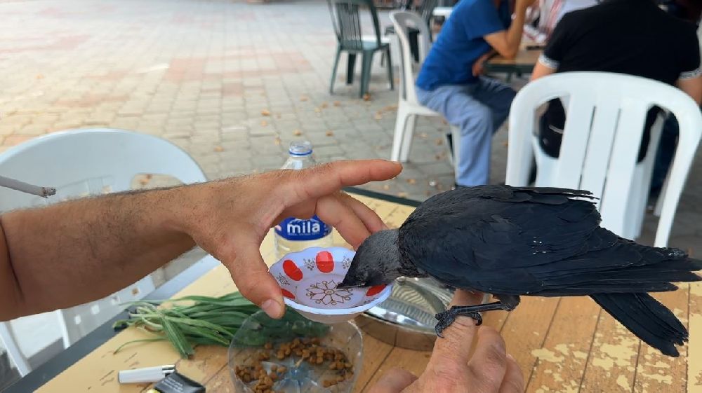 Aç ve susuz kalan yavru kargayı elleriyle besledi
