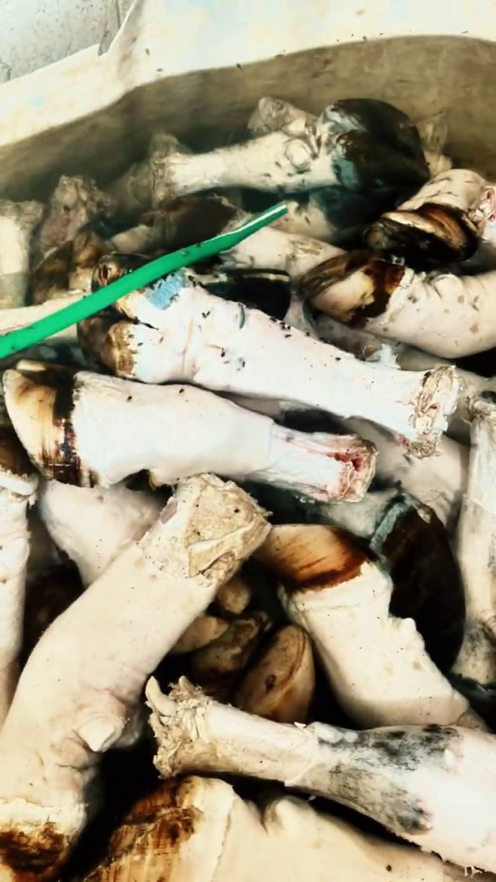 Adana'da binlerce kilo paça ele geçirildi