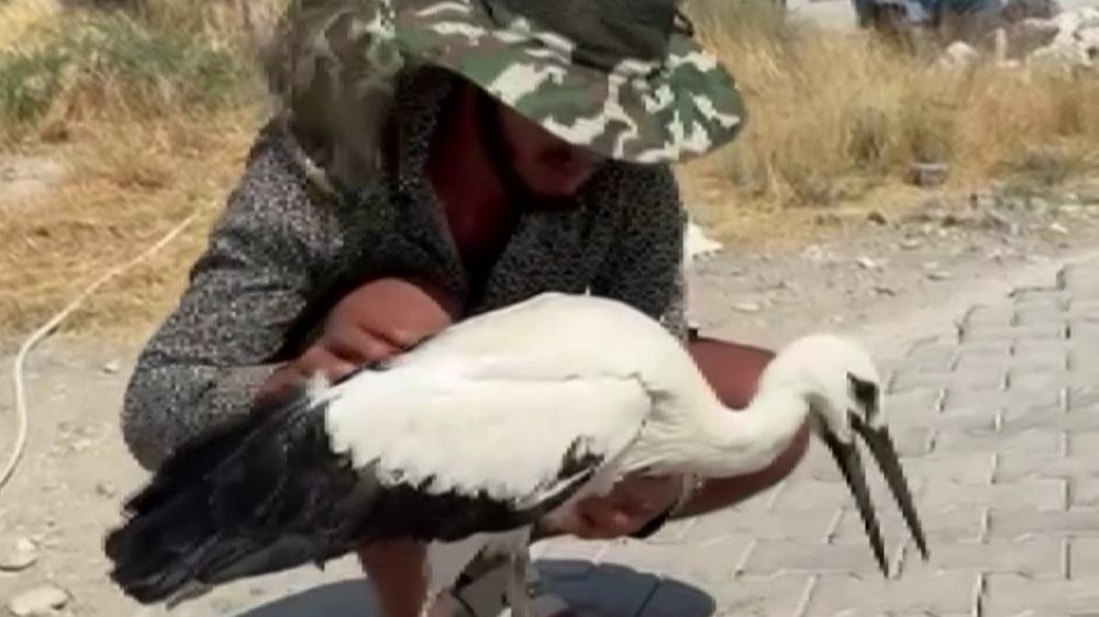 Adıyaman’da sıcaktan bayılan leyleği köylüler kurtardı