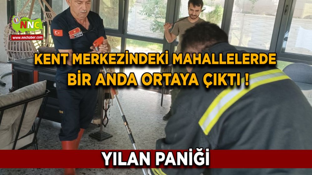 Afyonkarahisar'da yılan paniği