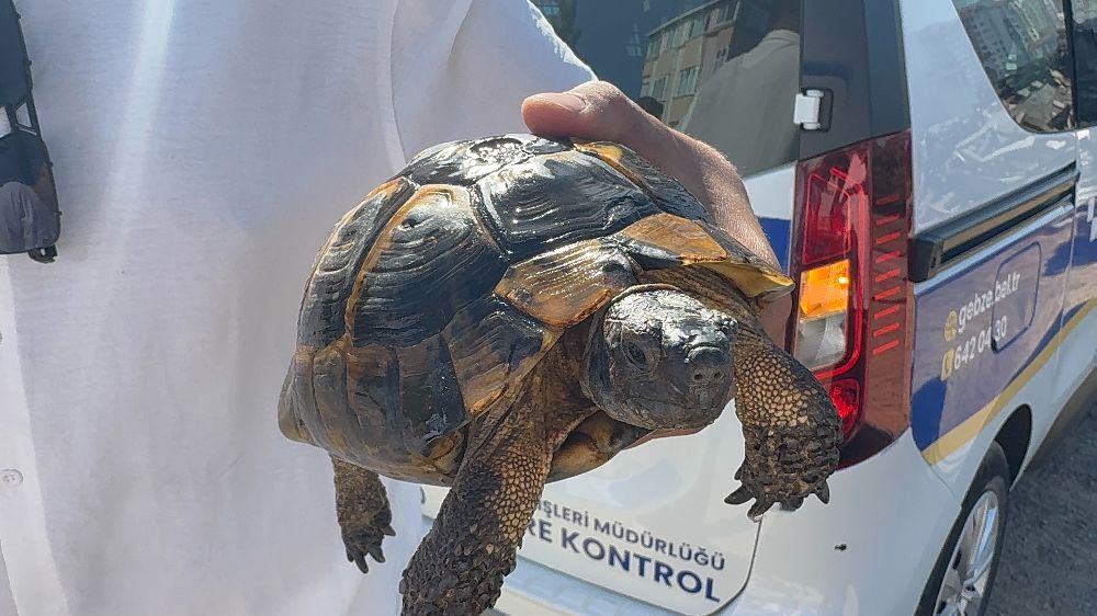  Ağaçlık alan ve gecekonduya sıçrayan yangın söndürüldü