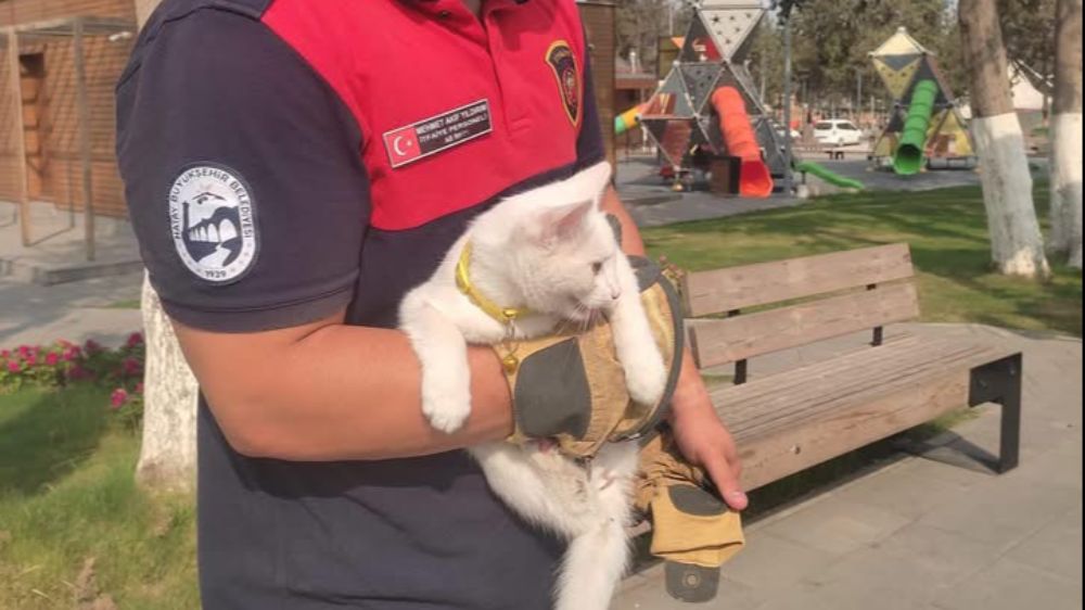  Ağaçta mahsur kalan kediyi itfaiye kurtardı