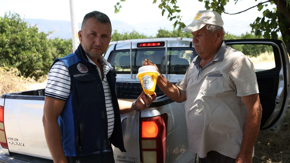 Akdeniz Meyve Sineği mücadelesi başladı