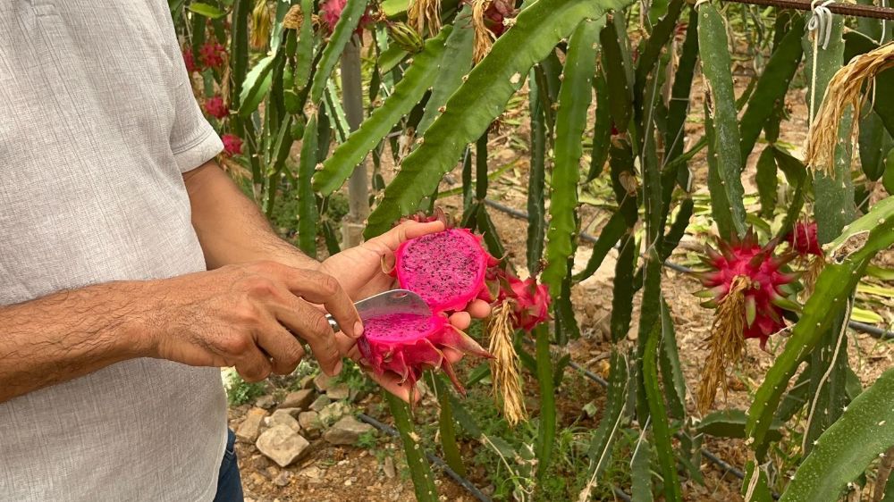 Alanya'da ejder meyvesi hasadı başladı, kilosu 200 TL'yi buluyor