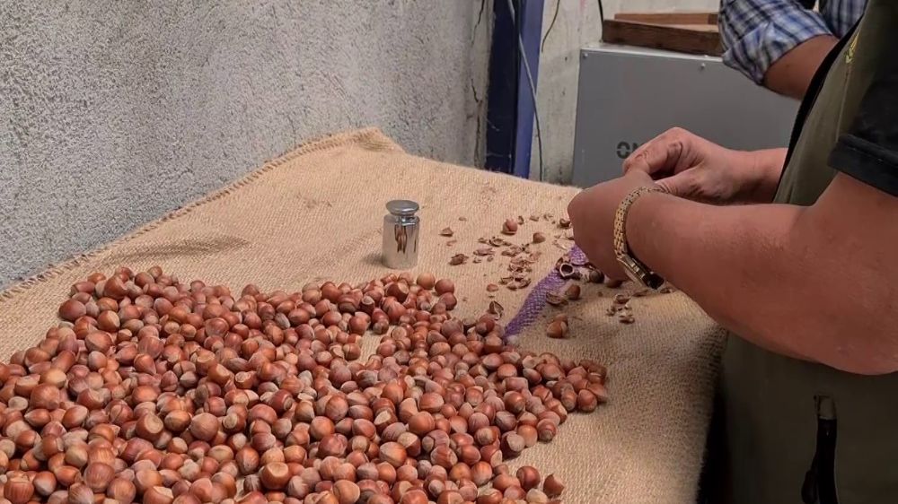 Alaplı'da fındık hasat tarihleri belli oldu