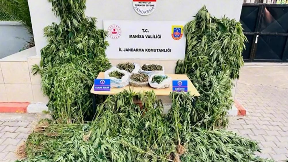  Alaşehir'de yasa dışı kenevir ekimine jandarma darbesi