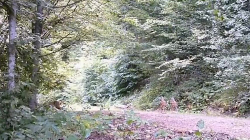 Anne ve yavru karacalar orman turunda fotokapana yansıdı