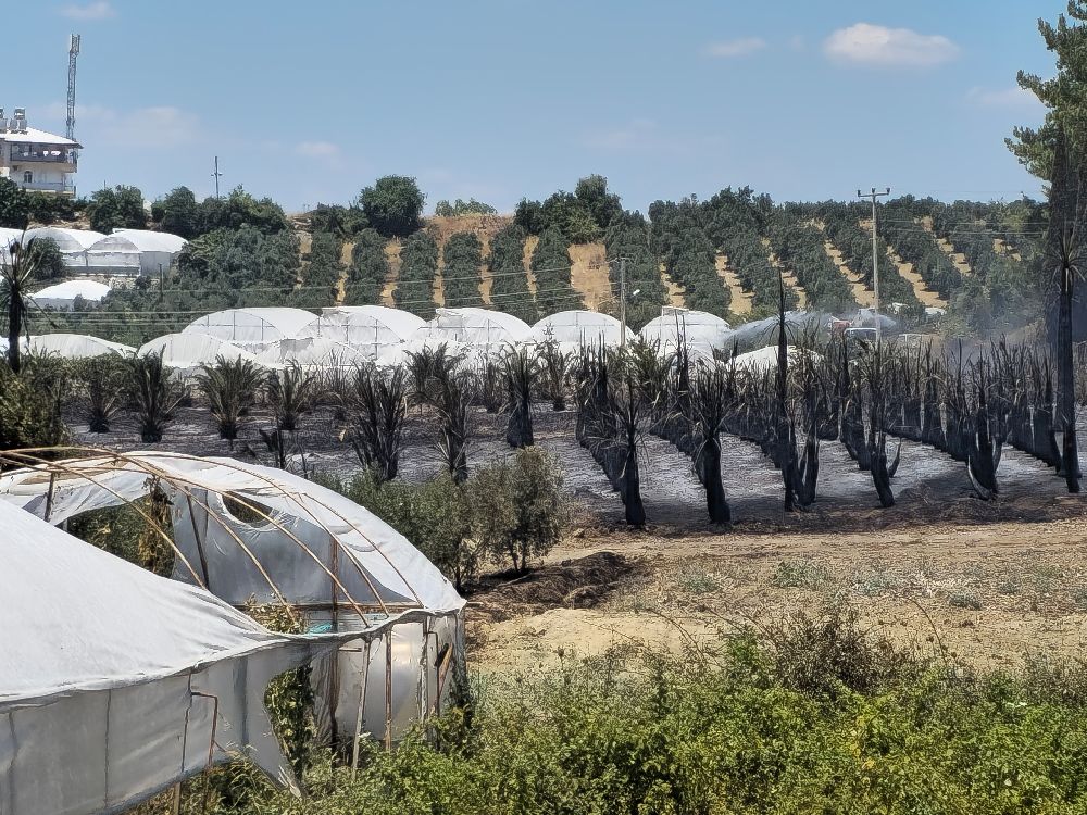 Antalya'da çıkan yangında palmiye ağaçları küle döndü