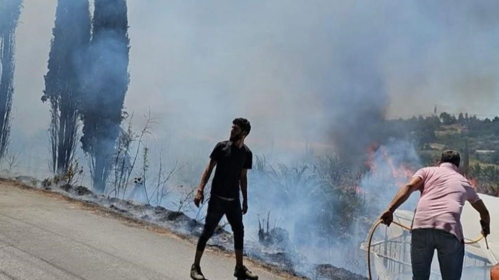 Antalya'da çıkan yangında palmiye ağaçları küle döndü