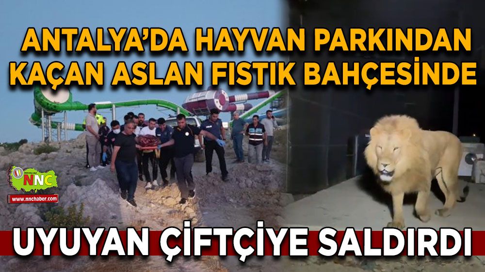 Antalya'da hayvan parkından kaçan aslan fıstık bahçesinde uyuyan çiftçiye saldırdı