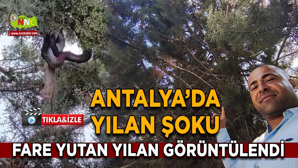 Antalya’da yılan şoku Fare yutan yılan görüntülendi