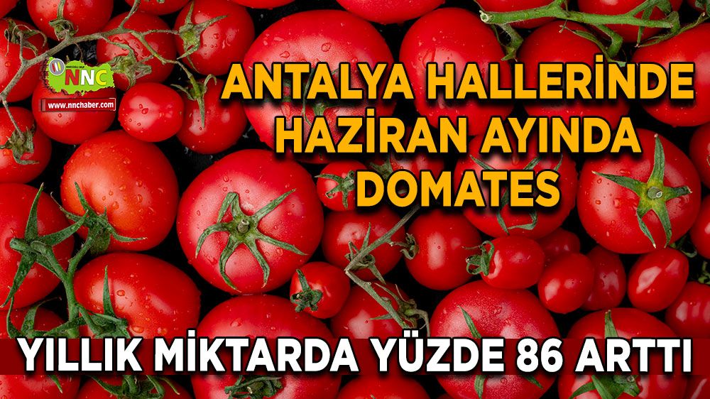 Antalya hallerinde haziran ayında domates yıllık miktarda yüzde 86 arttı