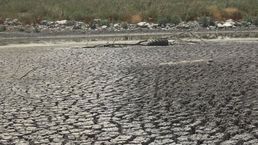 Aşırı sıcaktan kuruyan gölette balıklar telef oldu