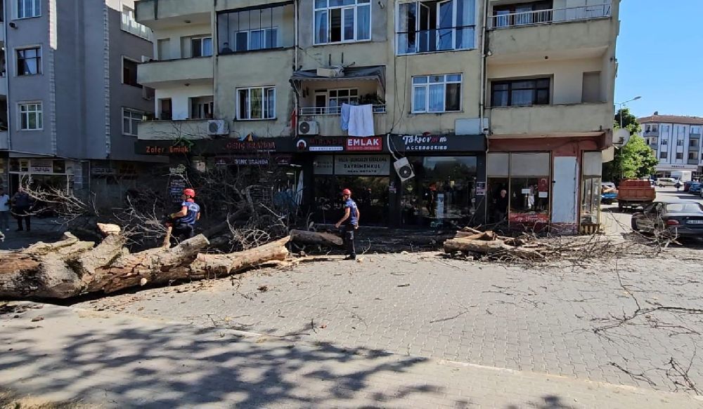 Asırlık çınar ağacı 4 katlı binanın üzerine devrildi, camlar kırıldı