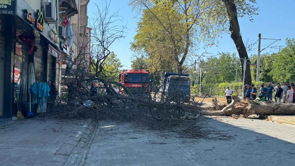 Asırlık çınar ağacı 4 katlı binanın üzerine devrildi, camlar kırıldı