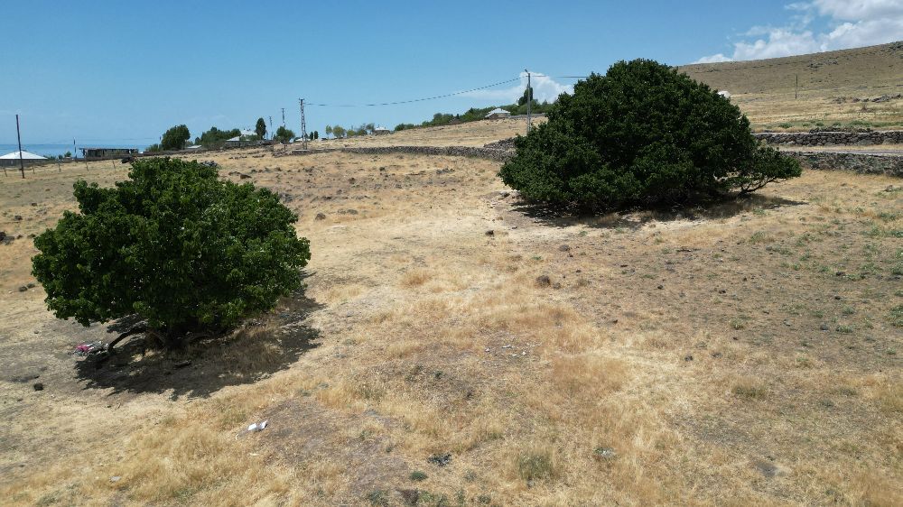 Asırlık dut ağaçları zamana meydan okuyor