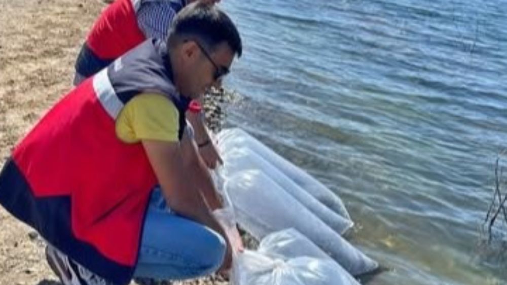Aslanapa’da baraj ve göletlere 118 bin aynalı sazan yavrusu bırakıldı