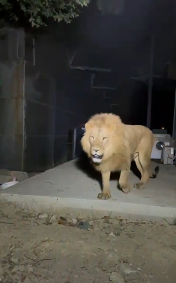 Aslanın kaçtığı hayvanat bahçesi yapılacak denetime kadar mühürlendi