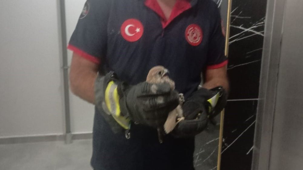  Balkon korkuluğuna sıkışan atmaca itfaiye ekiplerince kurtarıldı