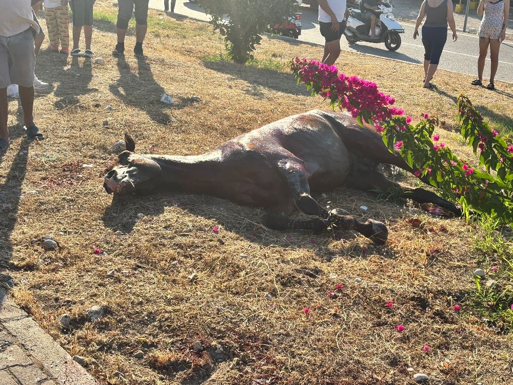 Başıboş gezen at kazaya neden oldu: 3 kişi yaralandı