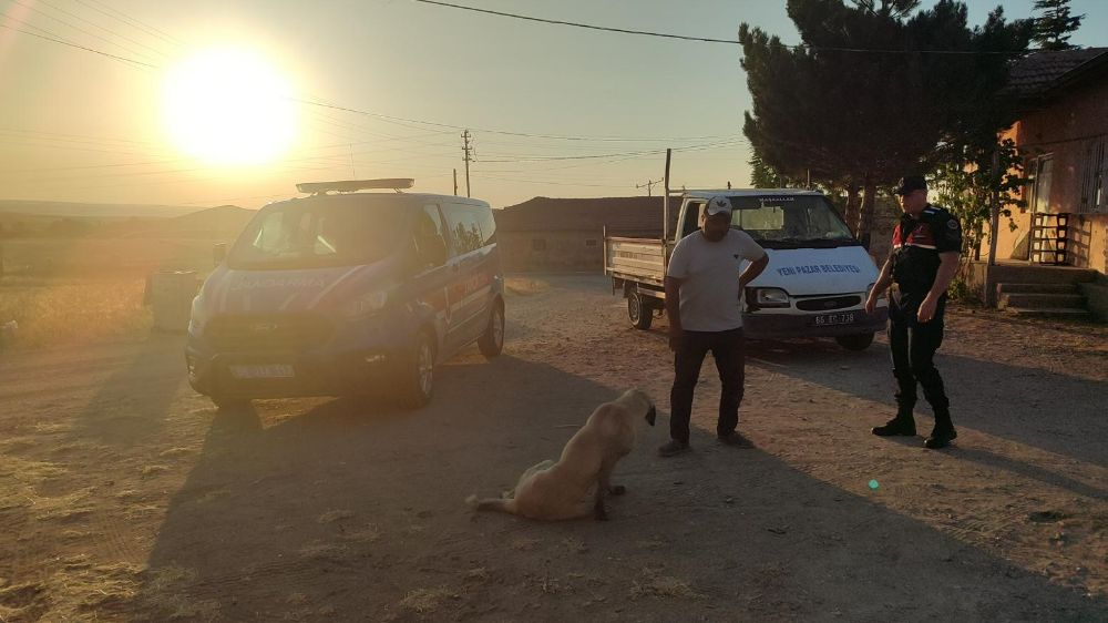 Başıboş köpek küçük çocuğu yaraladı, köpek barınağa götürüldü