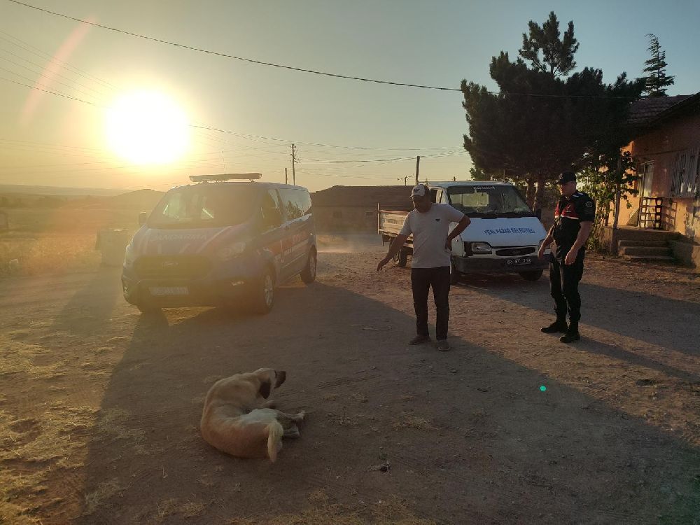 Başıboş köpek küçük çocuğu yaraladı, köpek barınağa götürüldü