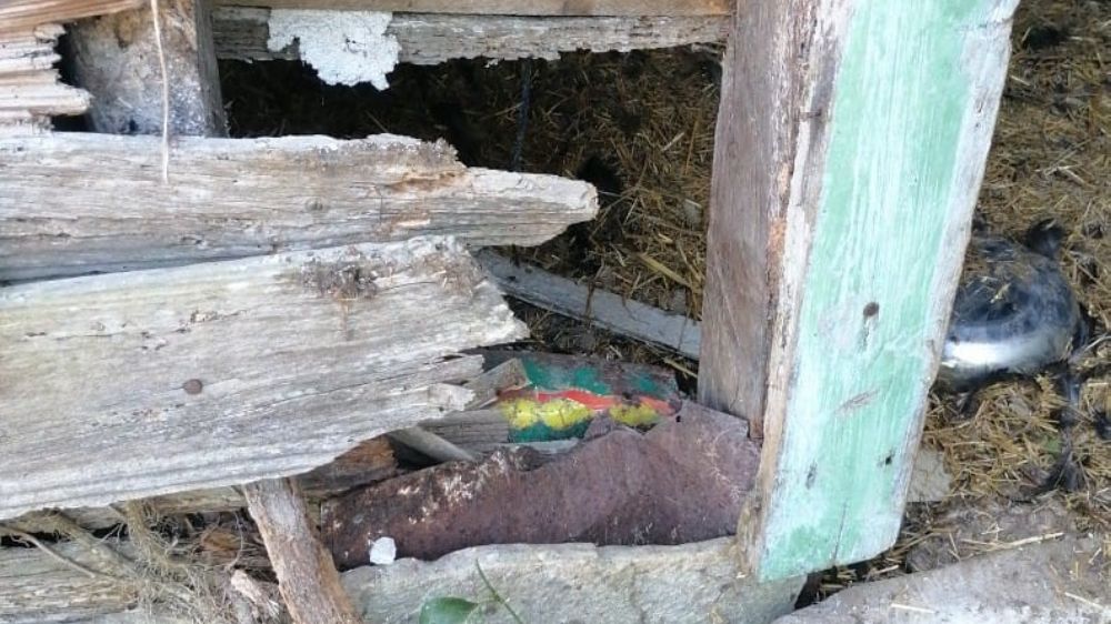 Başıboş köpekler, girdikleri kümeste 22 tavuğu telef etti