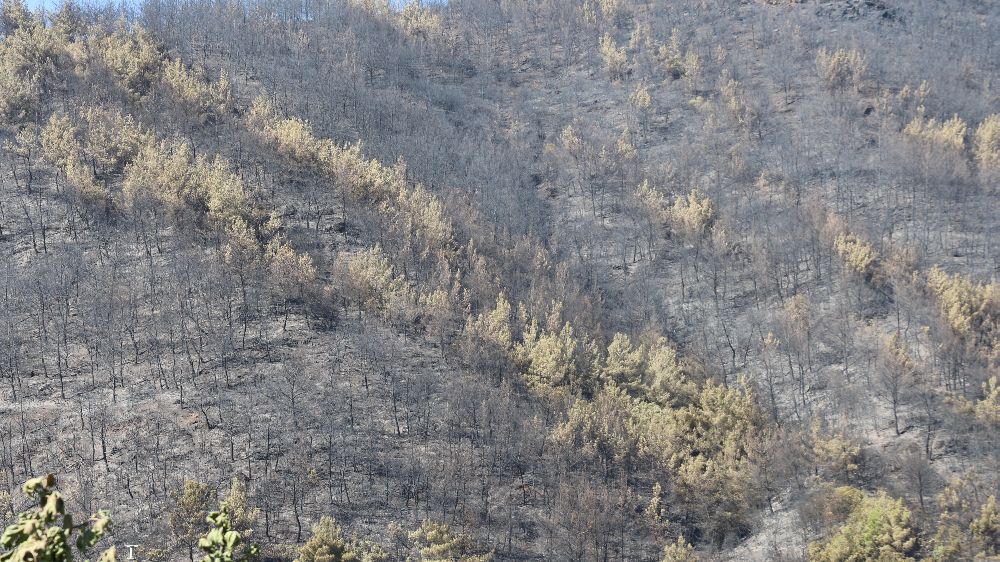 Başkan Turan: "Bu yangın, Ödemiş tarihinin yaşamış olduğu en büyük yangın felaketidir"
