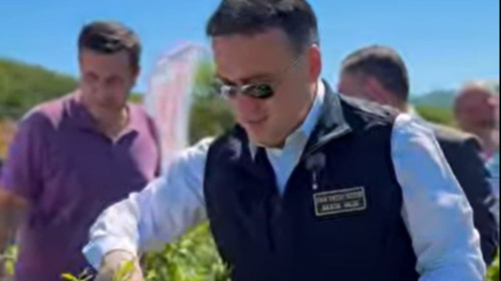 Bilecik'te yaban mersini hasadı