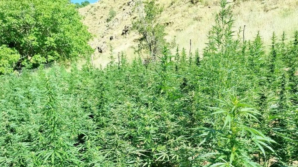Bingöl’de bin 400 kök kenevir bitkisi ele geçirildi