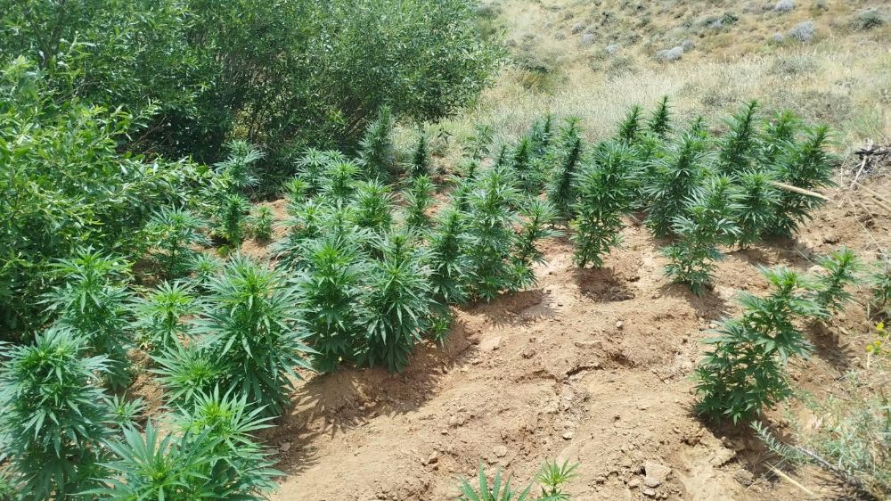Bingöl’de uyuşturucu operasyonu: 2 bin 365 kök kenevir ele geçirildi