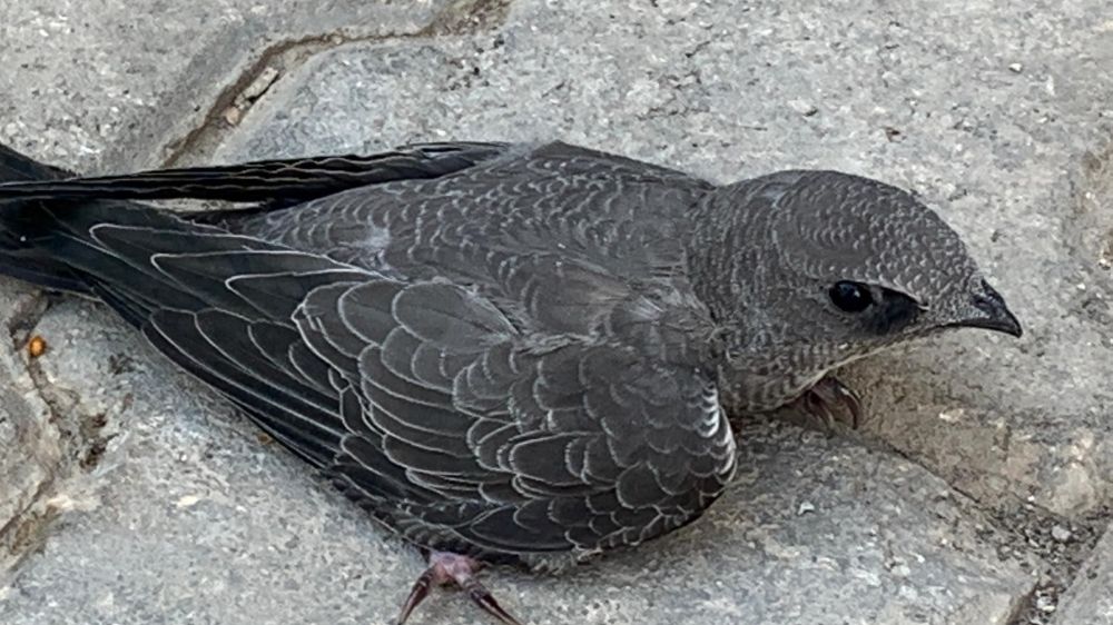 Bitkin halde bulduğu Ebabil kuşunu koruma altına aldı