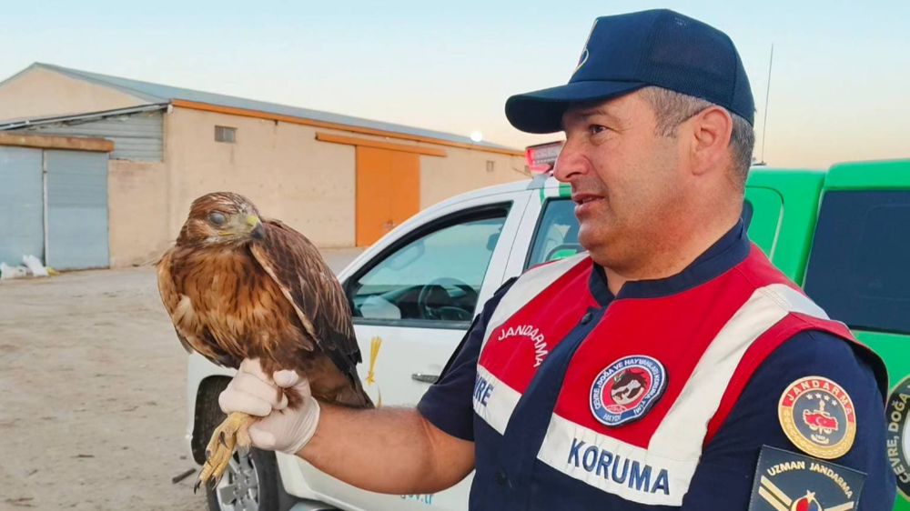 Boğazlıyan’da bulunan yaralı şahin, koruma altına alındı