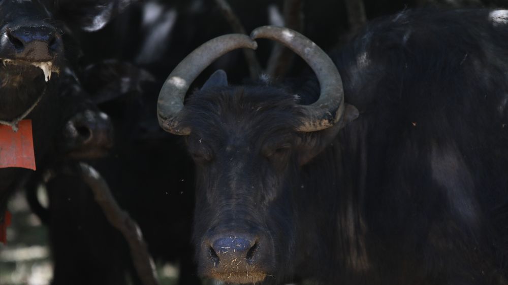 Boynuzları kalp şeklinde olan manda dikkat çekiyor