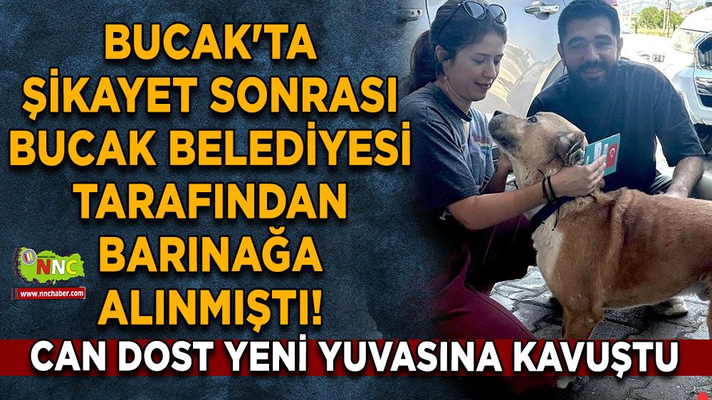 Bucak'ta şikayet sonrası Bucak Belediyesi tarafından bakıma alınmıştı! Can dost yeni yuvasına kavuştu