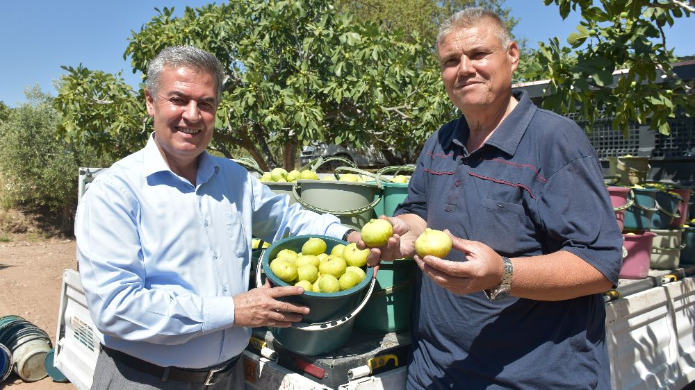 Buharkent'te taze incir hasadı başladı