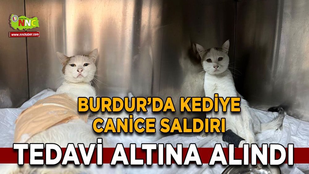 Burdur'da omuriliğinden havalı tüfekle vurulan kedi tedavi altına alındı