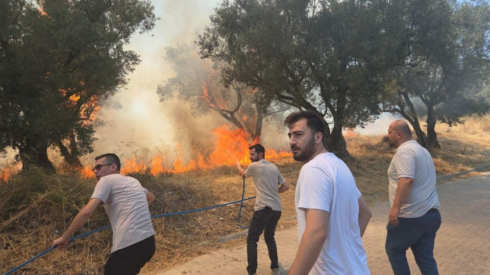 Bursa'da 20 zeytin ağacı yandı: 2 çocuk gözaltında