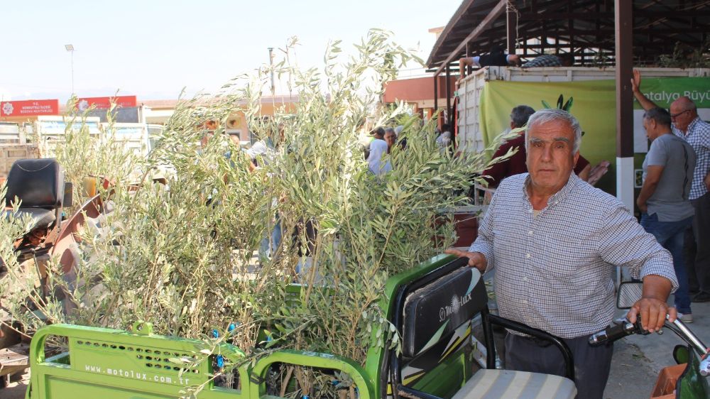 Büyükşehir'den 19 ilçeye 40 bin zeytin fidanı desteği