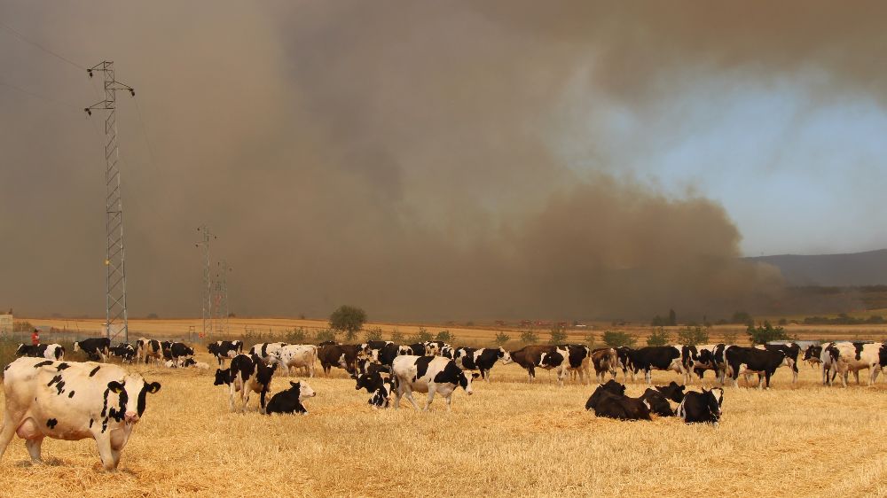 Çanakkale’deki yangında köylüler hayvanlarını korumak için tarlalarda bekletiyor