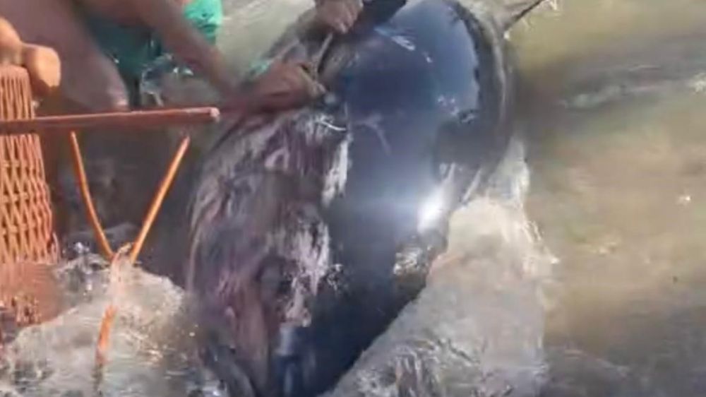 Çeşme'de kıyıya vuran orkinosu sandalye ile tutmaya çalıştılar