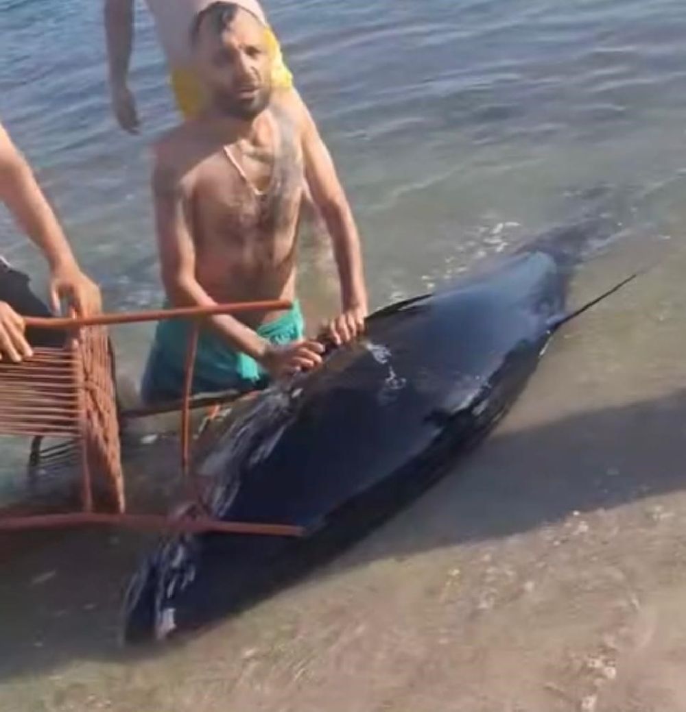 Çeşme'de kıyıya vuran orkinosu sandalye ile tutmaya çalıştılar