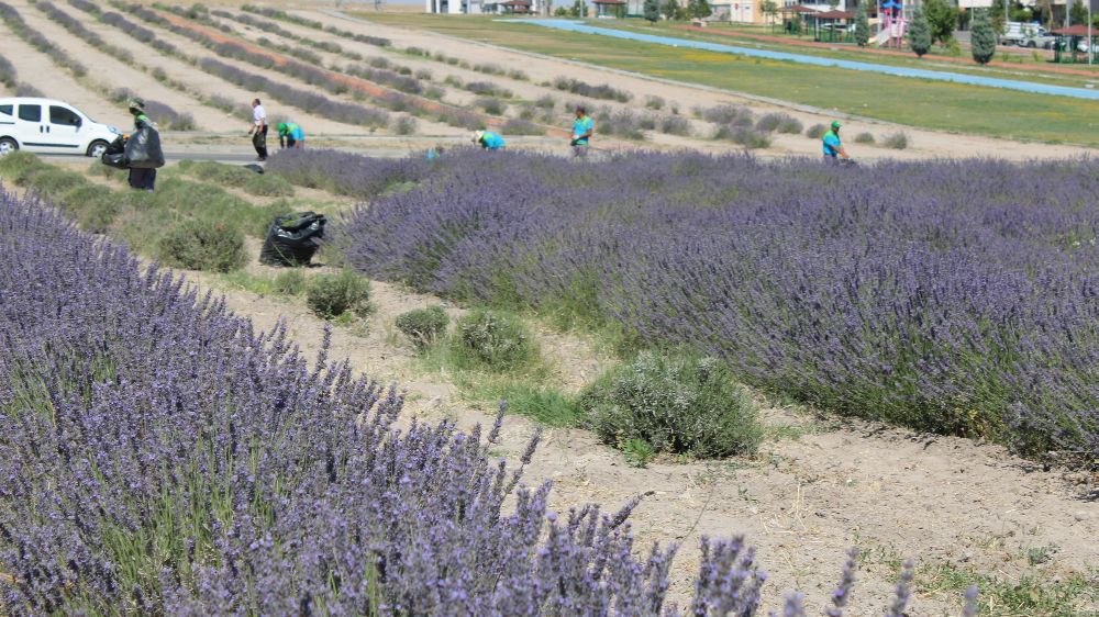 Çiftçilere örnek olması için ekilen lavantanın 4. hasadı yapıldı