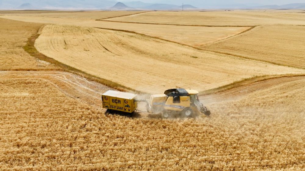 Çiftçinin emeği ürüne dönüştü, hasat mesaisi başladı