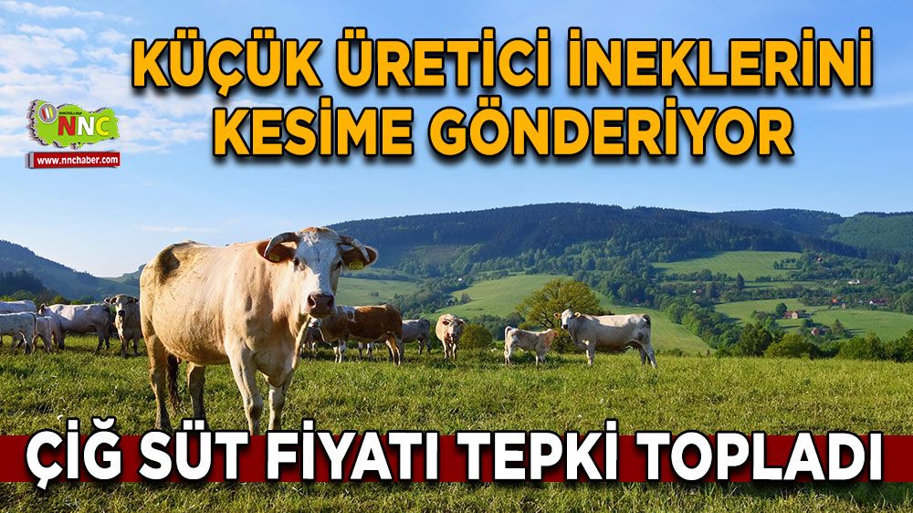 Çiğ süt fiyatı tepki topladı Küçük üretici ineklerini kesime gönderiyor