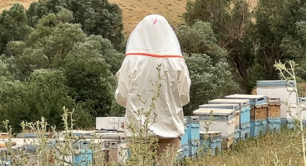 Cilo Dağı eteklerinde bal üretimi