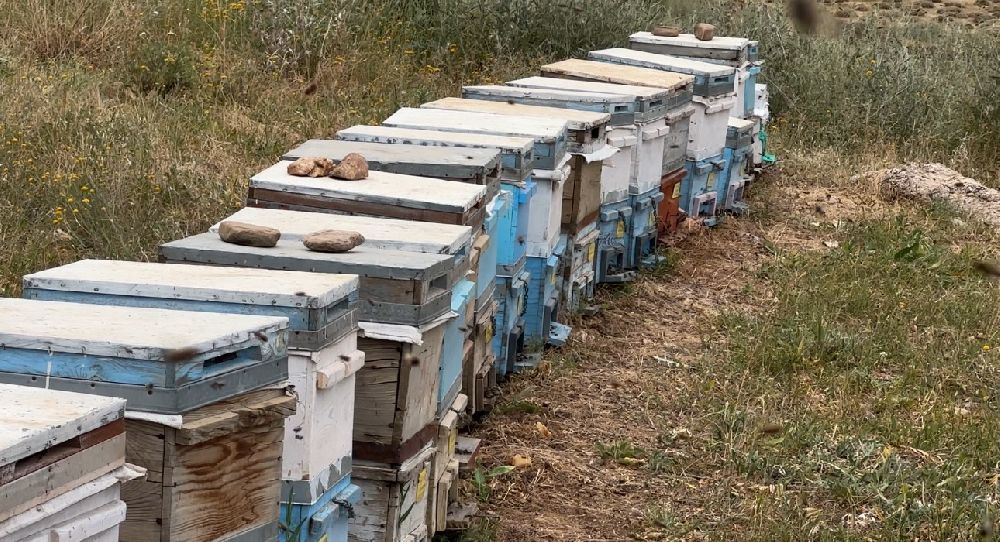 Cilo Dağı eteklerinde bal üretimi