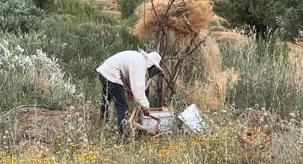 Cilo Dağı eteklerinde bal üretimi